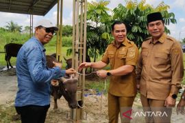 Pemkab Pulang Pisau salurkan 50 hewan kurban