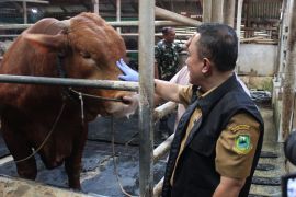 Kuningan pastikan sapi Presiden sehat untuk kurban