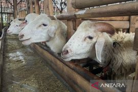 Distan Cirebon periksa 11.727 hewan kurban jamin keamanan konsumsi