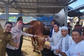 Pemkab Bangka Selatan salurkan bantuan sapi kurban presiden ke Masjid Al-Badar Desa Paku