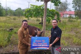Pemkab Bangka Selatan akan sembelih dua sapi kurban untuk dibagikan ke petugas kebersihan