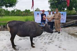 Gubernur salurkan 500 hewan kurban untuk masyarakat Kalimantan Tengah