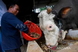 13 sapi kurban dari Presiden disalurkan untuk kurban di Kaltim