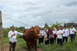 Warga Lamteuba terima bantuan kurban sapi Limousin dari Presiden