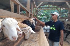 Distanak Jateng imbau penyembelihan hewan kurban sesuai kaidah kesehatan