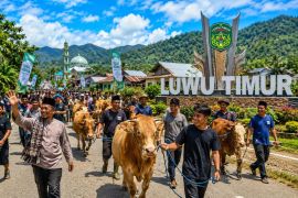 Hewan kurban di Luwu Timur capai 2.206 ekor