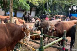 Pemkab Bogor imbau pembagian daging kurban tidak gunakan kantong plastik