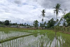 Kementan sebut bantuan benih tanaman pangan di Lampung pada 2026 capai Rp69,97 miliar