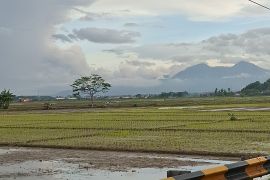 Produksi beras Lampung Januari-Juni 2026 diprediksi meningkat 5,51 persen