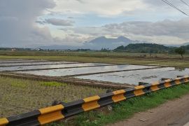 Luas tambah tanam Lampung meningkat 25.364 hektare