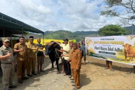 Sapi 'Monster' bantuan Presiden diterima warga pesisir Gorontalo Utara