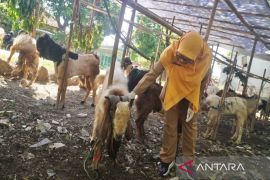 Pemkab Batang temukan tiga sapi diduga asal Jatim terindikasi PMK