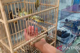 BKSDA Bali lepas liarkan elang ular bido yang dilindungi dan 21 burung hasil sitaan