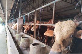 Pemkab Karawang terima puluhan hewan kurban dari pihak swasta