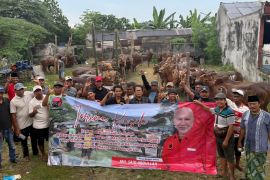 PDIP Jatim salurkan 468 sapi kurban pada Idul Adha 2026