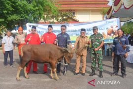 Pemkab Bangka Barat salurkan 114 hewan korban