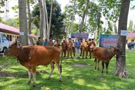 Sambut Hari Raya Idul Adha, PT. Indah Kiat Pulp &amp; Paper Tbk Perawang Salurkan 12 Ekor Sapi Untuk Masyarakat di Wilayah Operasional Perusahaan