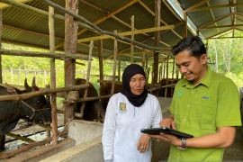 Dua Dekade Kelompok Ternak Ingin Maju Bertahan dan Berkembang di Koto Benai