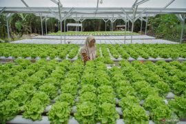 Urban farming di pedesaan Lumajang
