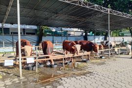 BAZNAS Tangerang: Dana penghimpunan Idul Adha capai Rp1,3 miliar