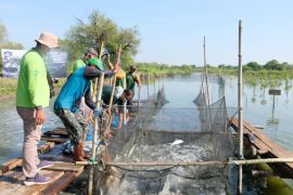 Menanam hijau, memanen laut