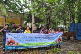 PT Timah bagikan puluhan sapi kurban di Pulau Belitung