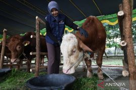 Indonesia records Eid al-Adha livestock surplus: Ministry