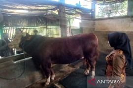 Sapi kurban dari Presiden Prabowo untuk Kudus dipastikan sehat