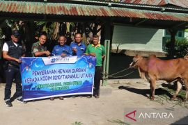 SOL serahkan 5 sapi kurban di Tapanuli Utara