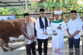 Sapi limosen kurban Presiden diserahkan ke BKM As Salamah Tanjungbalai