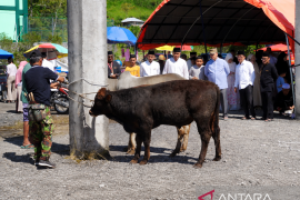 Wako Padang Panjang saksikan penyembelihan 9 sapi kurban di Islamic Center