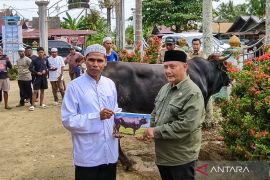 Bupati HST serahkan sapi kurban Presiden ke masyarakat Desa Kayu Rabah