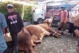 Bison sapi kurban Presiden pembawa berkah bagi peternak Bengkulu