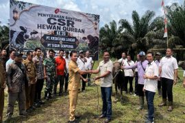 Komitmen sosial perusahaan, Minamas Plantation distribusikan 30 sapi kurban di Kalteng