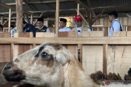2.089 peternak dilibatkan BAZNAS untuk program balai ternak