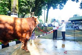Mabes TNI gelar sholat Idul Adha dan penyembelihan hewan Kurban&nbsp;