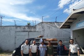 Bangka Selatan salurkan satu sapi kurban ke Lapas di Pangkalpinang