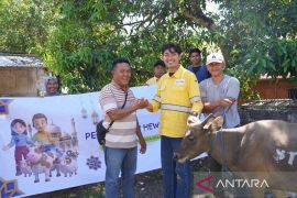 STM distribusikan 11 ekor sapi untuk perkuat solidaritas sosial di Dompu