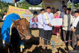 Pemkab Bogor sembelih sapi kurban Prabowo di Masjid Raya Pakansari