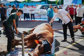 Polres Bogor distribusikan 53 hewan kurban pada Hari Raya Idul Adha