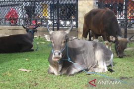 Masjid Raya Maluku bagikan 600 kupon daging kurban untuk masyarakat