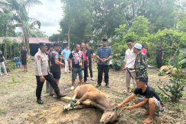Brimob Sultra sembelih 149 ekor sapi untuk kurban di momen Idul Adha