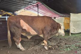 Kabupaten Bandung salurkan bantuan sapi kurban Presiden di Dayeuhkolot