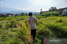 Keren! kampung di Pacet Bandung ini distribusikan daging kurban tanpa plastik, ini rahasianya