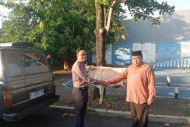 PB Jatma Aswaja salurkan 80 ekor sapi di Cirebon hingga Lombok