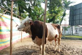 Sapi kurban Presiden Prabowo di Belitung berbobot 860 kilogram