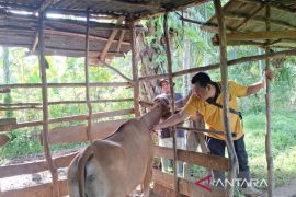Kemenag: Hewan Kurban di Kota Bengkulu capai 2.426 ekor