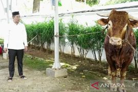 Bupati Karawang bagikan daging sapi bantuan Presiden ke wilayah utara