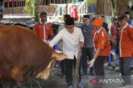 Pemkab OKU kurbankan 12 ekor sapi, disebar hingga pelosok desa