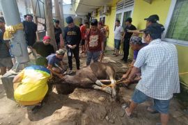 Perumda Pasar sembelih tiga sapi untuk warga